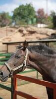een mooi bruin paard staat in een rustig zonnig paddock, creëren een vredig tafereel in natuur video