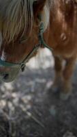 A serene image of a lovely brown pony peacefully enjoying nature in a quiet setting video