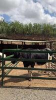 A dairy cow standing in an enclosure on a farm surrounded by green fields and a clear blue sky video