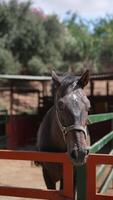 A black horse is gracefully in a corral on a ranch, displaying beauty and power in a rustic setting video