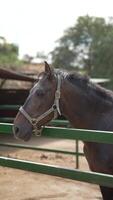 Within the paddock stands a brown horse, outfitted with a halter, in a rural setting video