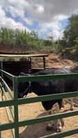 A large Black and White Bull is standing in an outdoor enclosure on a farm under a cloudy sky video