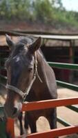 Domestic horses in a ranch, surrounded by wooden fencing, create a serene countryside setting video