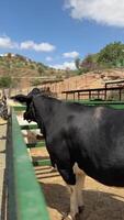 A black and white cow is peacefully grazing in an open field surrounded by rustic landscape video