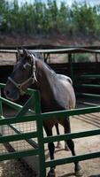 Black Horse Grazing in Paddock on Sunny Farm Day, Green Fields, Rustic Barn in Background video