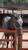 Aan een helder dag, een prachtig paard is gezien staand achter een hek in een boerderij instelling video