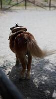 A small horse wearing a saddle is playfully active in a wide open field under the sunlight video