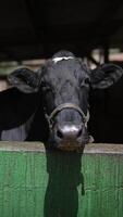 A Black Cow in a barn with a harness, farmhouse, farm animals, and wooden fences on a farm video