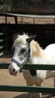 Detailed images capturing an endearing pony with spots, kept in a rustic farm enclosure video