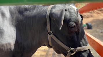 Closeup of a powerful black bull in a fenced enclosure, highlighting its strength on a sunny day video