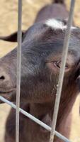 A closeup image shows a cute black goat behind a fence, appearing curious and friendly video