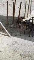 Goats are inside the enclosure, feeding under a shelter in the agricultural setting of a barnyard video