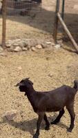 A curious black goat stands in a sunny farmyard, surrounded by grass, a fence, and a barnyard video