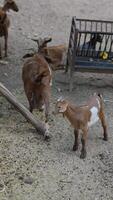 Goats are feeding in a farmyard enclosure under daylight in a rural countryside setting video