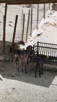 Watch goats grazing in a desert farm, a rustic and natural scene in the arid countryside video