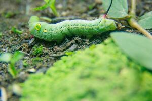 The Hippotion celerio moth is a member of the Sphingidae family, photo