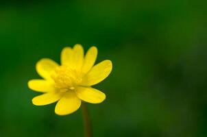 Yellow Buttercup flower photo
