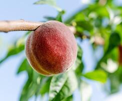Ripe peaches fruits on a branch photo