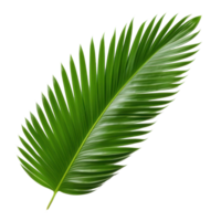 palm leaf on transparent background png