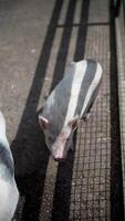 Adorable piglets playing in the sunshine, surrounded by shadows from nearby objects video