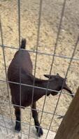 A charming goat peeking playfully from behind the fence with a curious demeanor on the farmyard video