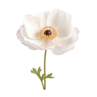 white anemone flower on a transparent background png