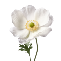 anemone flower on transparent background png