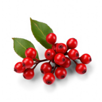 red berries on a branch with leaves on a transparent background png