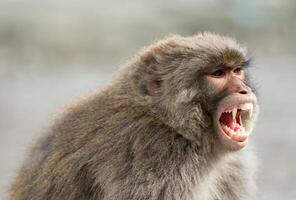 Portrait close-up of a monkey in the forest photo
