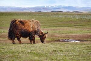 brown Yak in high attitude grassland photo