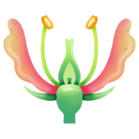 Structure of Hypogynous flower illustration by hand drawn png