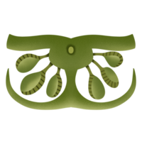 Structure of Sorus covered by indusium Pterophyte fern png