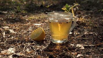 A glass of tea with a lemon wedge sits on a bed of pine needles and leaves in a forest setting. The sun shines down on the scene, illuminating the drink. video
