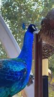 Yellow-Blue Macaw Parrot in a Menagerie, Zoo. Vibrant Ara Parrot Perched in Captivity. Close-up of Colorful Macaw. Exotic Bird Display. Wildlife Encounter in Zoological Park. High quality 4k footage video
