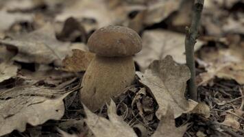 This shows a close-up view of a porcini mushroom growing in the forest. The mushroom is brown with a white stem and is surrounded by fallen leaves. video