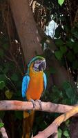 Yellow-Blue Macaw Parrot in a Menagerie, Zoo. Vibrant Ara Parrot Perched in Captivity. Close-up of Colorful Macaw. Exotic Bird Display. Wildlife Encounter in Zoological Park. High quality 4k footage video