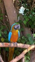 Yellow-Blue Macaw Parrot in a Menagerie, Zoo. Vibrant Ara Parrot Perched in Captivity. Close-up of Colorful Macaw. Exotic Bird Display. Wildlife Encounter in Zoological Park. High quality 4k footage video