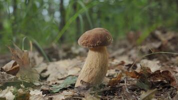 A close-up shot of a single Boletus mushroom growing in a forest setting. The mushroom is brown and white and appears to be healthy and growing well. The forest floor is covered in fallen leaves. video