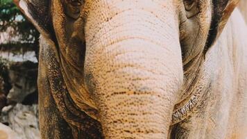 Two large land mammals, Asian elephants, elephas maximus standing side by side, covered in mud, flapping its ears, uses its long trunk to pick up food, eating branches with leaves on the ground. video