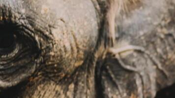 Two large land mammals, Asian elephants, elephas maximus standing side by side, covered in mud, flapping its ears, uses its long trunk to pick up food, eating branches with leaves on the ground. video
