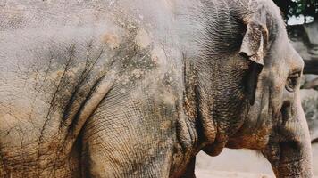 Two large land mammals, Asian elephants, elephas maximus standing side by side, covered in mud, flapping its ears, uses its long trunk to pick up food, eating branches with leaves on the ground. video