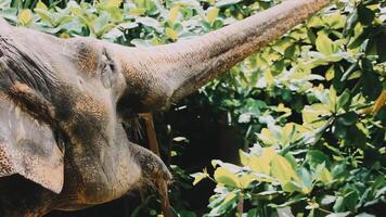 Two large land mammals, Asian elephants, elephas maximus standing side by side, covered in mud, flapping its ears, uses its long trunk to pick up food, eating branches with leaves on the ground. video