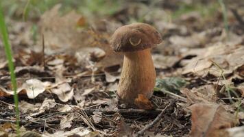 A close-up shot of a single Boletus mushroom growing in a forest setting. The mushroom is brown and white and appears to be healthy and growing well. The forest floor is covered in fallen leaves. video