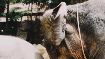 Two large land mammals, Asian elephants, elephas maximus standing side by side, covered in mud, flapping its ears, uses its long trunk to pick up food, eating branches with leaves on the ground. video