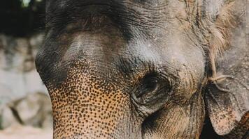 Two large land mammals, Asian elephants, elephas maximus standing side by side, covered in mud, flapping its ears, uses its long trunk to pick up food, eating branches with leaves on the ground. video