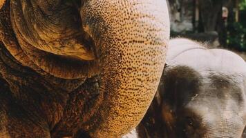 Two large land mammals, Asian elephants, elephas maximus standing side by side, covered in mud, flapping its ears, uses its long trunk to pick up food, eating branches with leaves on the ground. video