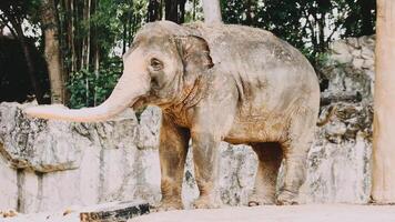 Two large land mammals, Asian elephants, elephas maximus standing side by side, covered in mud, flapping its ears, uses its long trunk to pick up food, eating branches with leaves on the ground. video