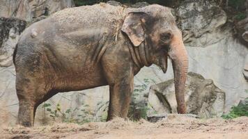 Two large land mammals, Asian elephants, elephas maximus standing side by side, covered in mud, flapping its ears, uses its long trunk to pick up food, eating branches with leaves on the ground. video