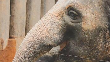 Two large land mammals, Asian elephants, elephas maximus standing side by side, covered in mud, flapping its ears, uses its long trunk to pick up food, eating branches with leaves on the ground. video