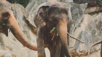 Two large land mammals, Asian elephants, elephas maximus standing side by side, covered in mud, flapping its ears, uses its long trunk to pick up food, eating branches with leaves on the ground. video